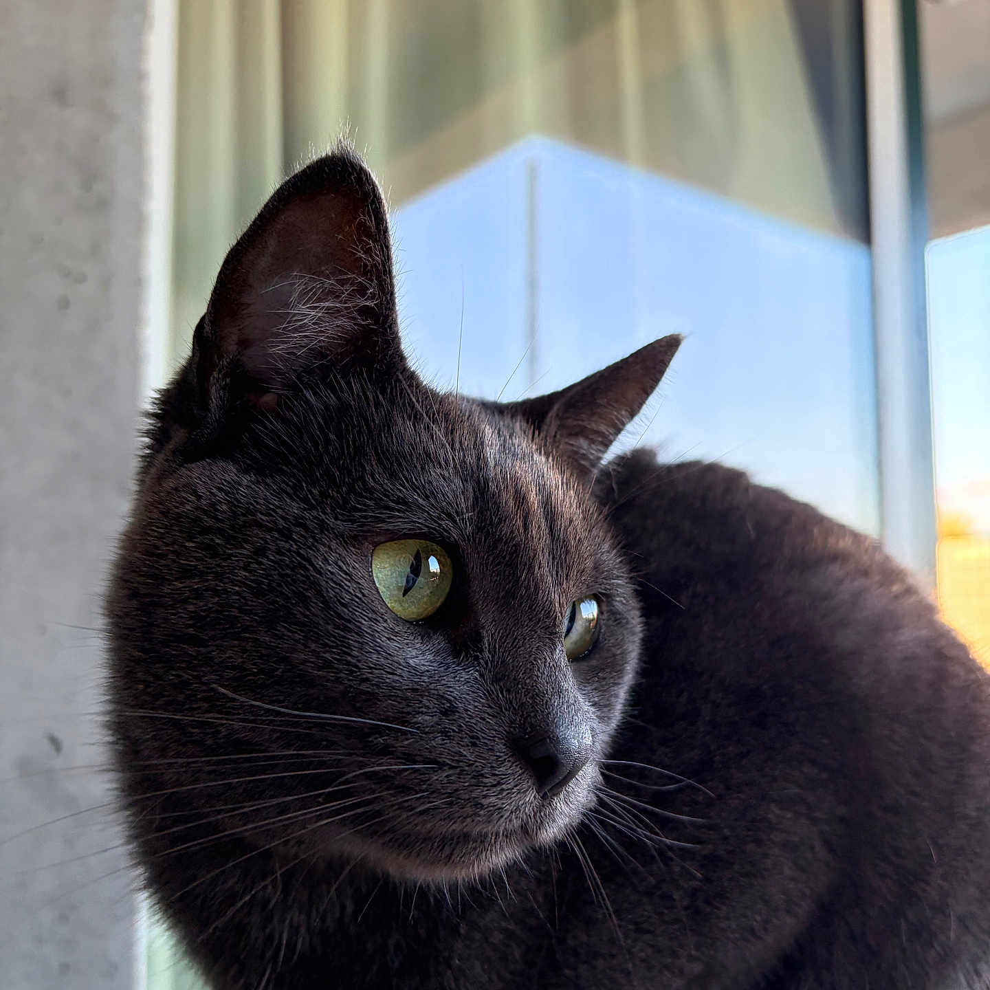 Ryu a rejoint le concours — aidez-le/la à gagner de superbes lots ! cat, black_cat, feline, pet, animal, portrait, close_up, green_eyes, whiskers, ears, fur, short_hair, sitting, indoor, window, sunlight, reflection, cozy, alert, cute