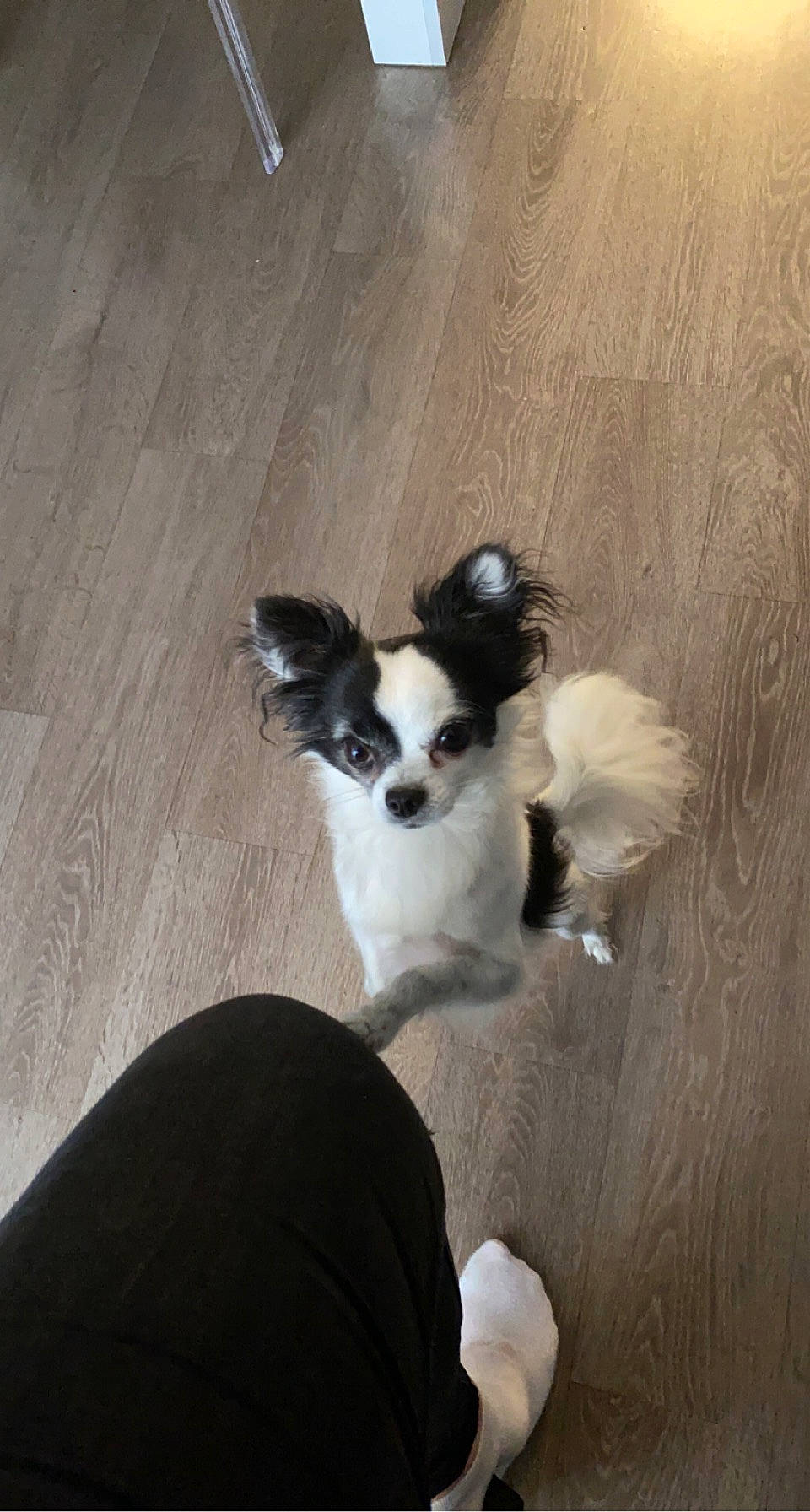 Ozz a rejoint le concours — aidez-le/la à gagner de superbes lots ! canidae, carnivore, companion_dog, dog, dog_breed, dog_supply, fawn, flooring, fur, hardwood, paw, snout, sporting_group, tail, toy_dog, varnish, whiskers, wood, wood_stain, working_animal