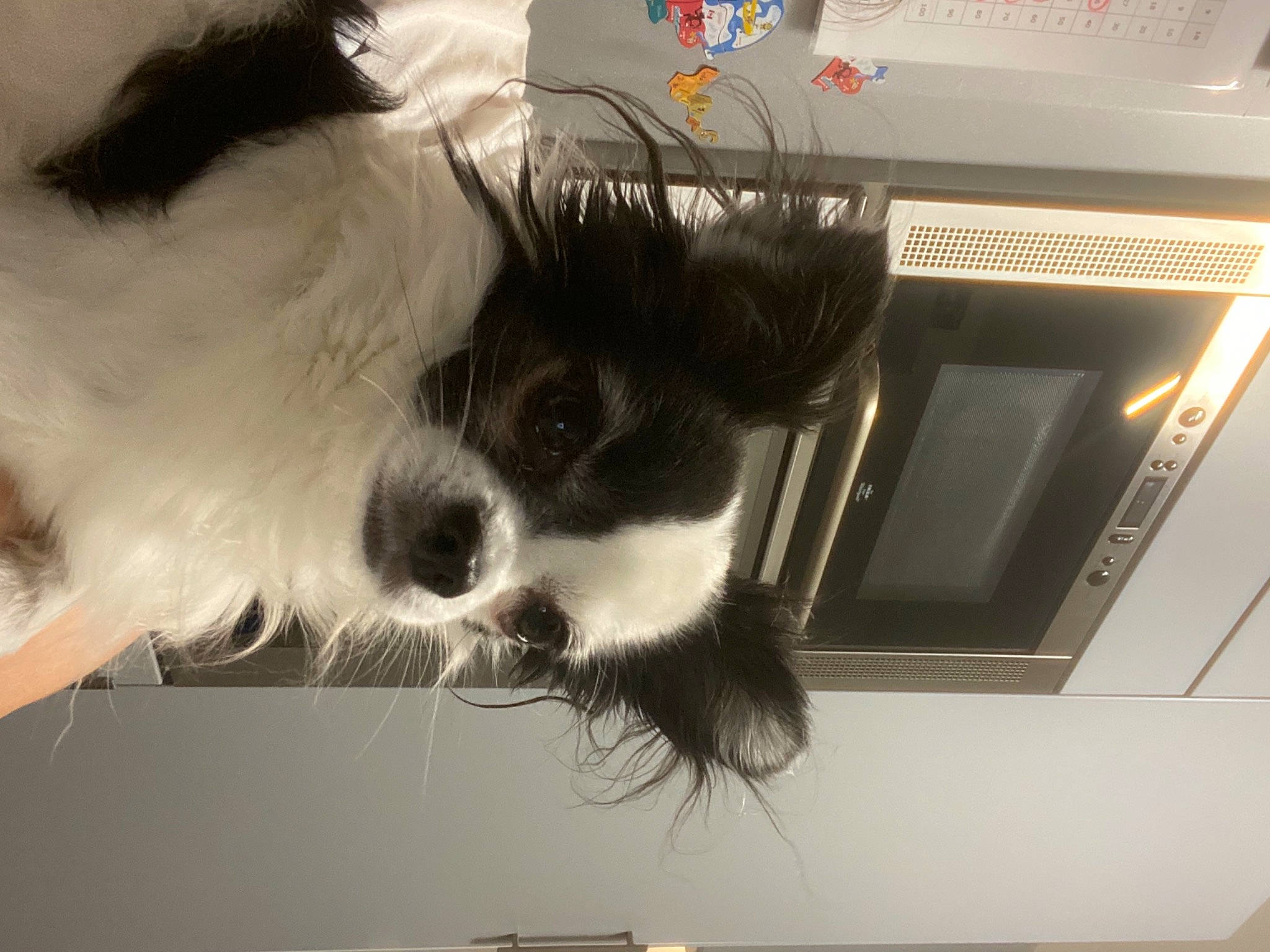 Ozz a rejoint le concours — aidez-le/la à gagner de superbes lots ! canidae, carnivore, claw, companion_dog, dog_breed, eyewear, feather, felidae, fur, non_sporting_group, paw, room, small_to_medium_sized_cats, snout, sporting_group, tail, toy_dog, whiskers, wing