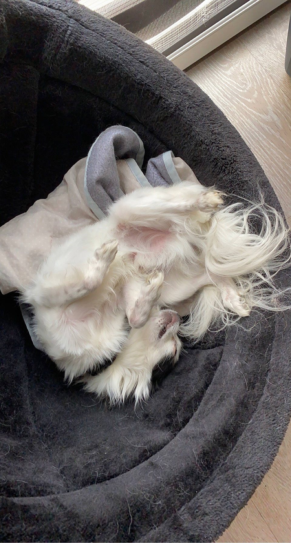 Ozz a rejoint le concours — aidez-le/la à gagner de superbes lots ! animal_product, carnivore, claw, comfort, companion_dog, dog_breed, fashion_accessory, feather, fur, fur_clothing, grey, human_leg, natural_material, paw, sleeve, sporting_group, tail, wing, wool, working_animal