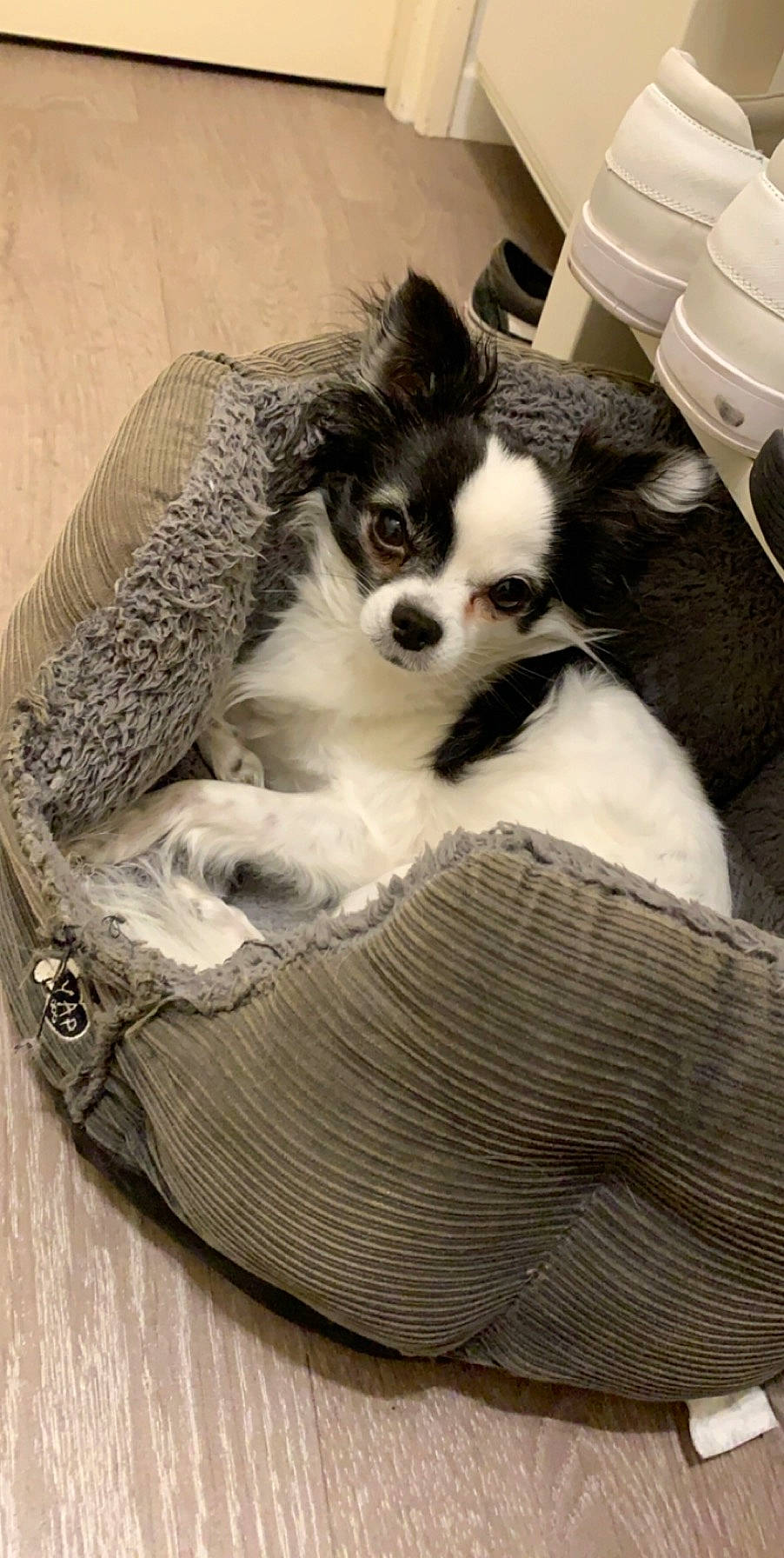 Ozz a rejoint le concours — aidez-le/la à gagner de superbes lots ! basket, canidae, carnivore, cat_bed, cat_supply, comfort, companion_dog, dog, dog_breed, dog_supply, felidae, food_processor, fur, pattern, pet_supply, small_to_medium_sized_cats, snout, sporting_group, terrestrial_animal, whiskers