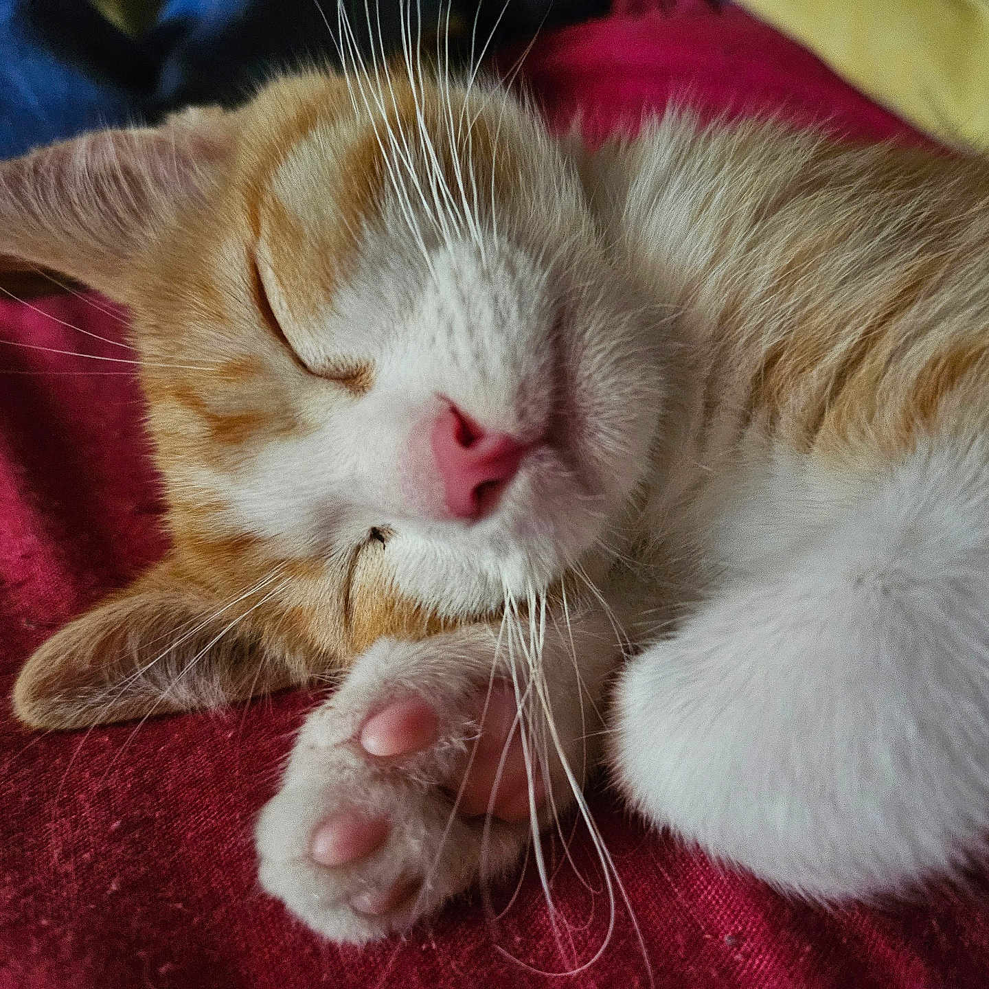 Léo a rejoint le concours — aidez-le/la à gagner de superbes lots ! animal_face, cat, close_up, cozy, cute, domestic_animal, feline, fur, ginger, indoor, mammal, paw, pet, pink_nose, relaxation, resting, sleeping, soft, whiskers, white