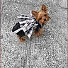 adorable, animal, black_and_tan, canine, concrete, cute, dog, ears, fur, leash, looking_up, outdoor, outfit, pet, plaid, sidewalk, small_dog, tiny, walking, yorkshire_terrier