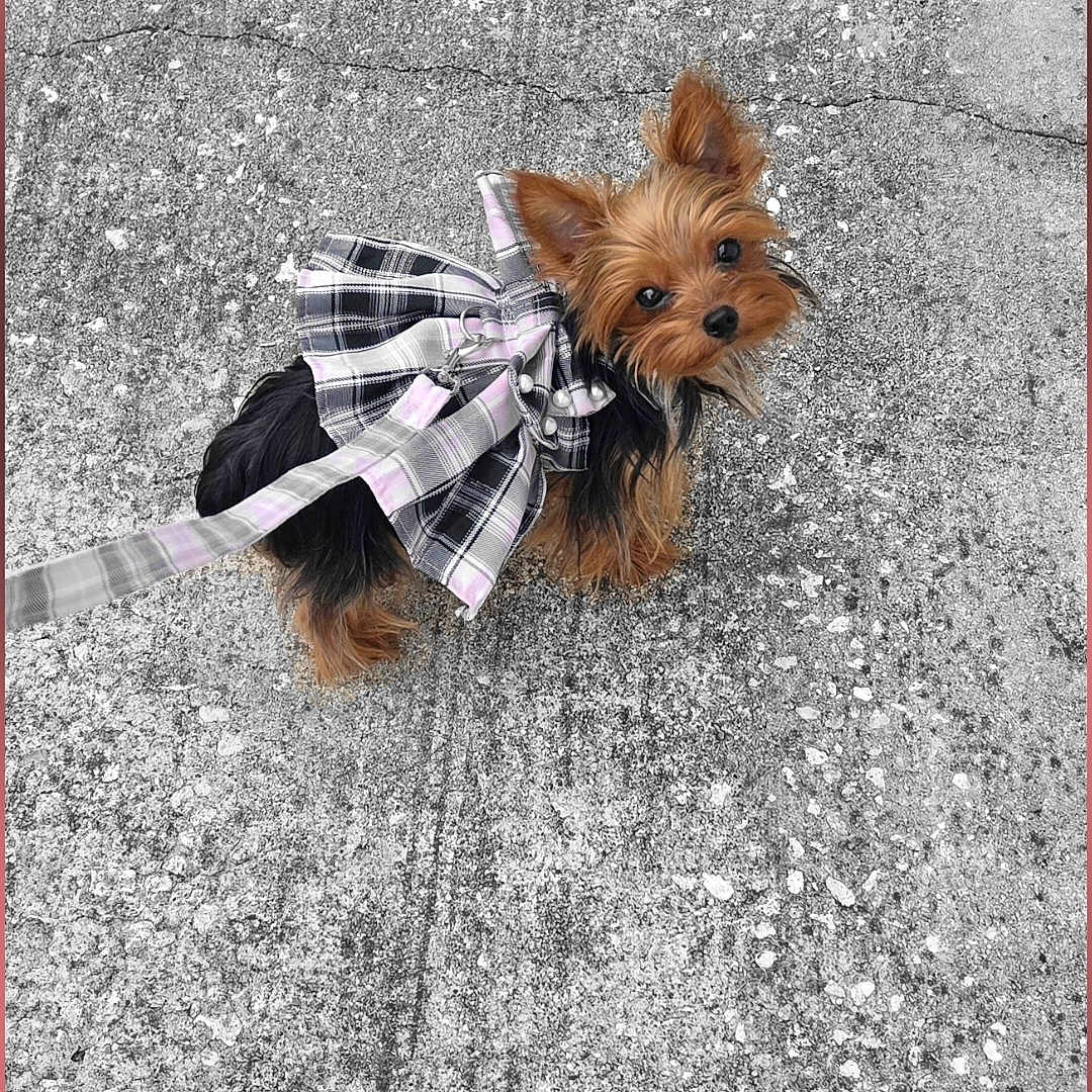 Faith is registered to the contest to win money with this photo: adorable, animal, black_and_tan, canine, concrete, cute, dog, ears, fur, leash, looking_up, outdoor, outfit, pet, plaid, sidewalk, small_dog, tiny, walking, yorkshire_terrier