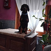 Tina participe au concours pour gagner de l'argent avec cette photo : animal, blanket, clock, collar, cozy, curtains, decor, dog, floor_tiles, furniture, greenery, indoor, natural_light, pets, pink_wall, plant, pot, sitting, window, wooden_table
