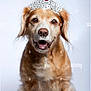 animal, canine, closeup, crown, cute, dog, domestic_animal, fluffy, friendly, funny, fur, golden_retriever, happy, headwear, jewelry, pet, portrait, smiling, studio, tiara