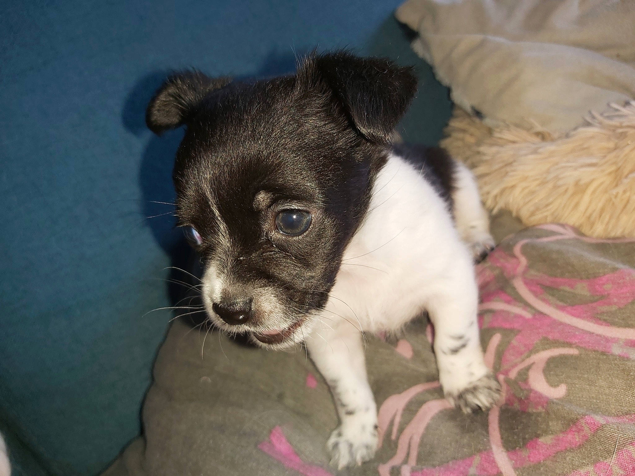 Isy participe au concours pour gagner de l'argent avec cette photo : canidae, carnivore, comfort, companion_dog, couch, dog, dog_breed, fawn, fur, non_sporting_group, paw, sporting_group, terrestrial_animal, terrier, toy_dog, whiskers, working_animal