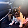 Bolt a rejoint le concours — aidez-le/la à gagner de superbes lots ! dog, puppy, bulldog, black_and_white, sitting, car, car_seat, vehicle_interior, pet, animal, portrait, close_up, ears, brown_eyes, white_fur, black_fur, pink_blanket, sunlight, indoors, road_trip