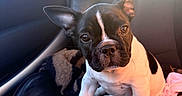 Bolt a rejoint le concours — aidez-le/la à gagner de superbes lots ! dog, french_bulldog, puppy, pet, animal, sitting, car, car_interior, car_seat, black_and_white, short_hair, upright_ears, large_ears, face, eyes, nose, sunlight, sunbeam, blanket, portrait