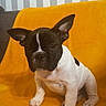 dog, french_bulldog, puppy, pet, sitting, portrait, black_and_white, short_hair, upright_ears, large_ears, white_chest, indoor, couch, orange_blanket, home, wallpaper, facial_markings, front_view, text_overlay, heart_emoji