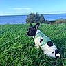 Bolt a rejoint le concours — aidez-le/la à gagner de superbes lots ! dog, french_bulldog, pet, animal, outdoor, seaside, ocean, grass, field, nature, landscape, blue_sky, water, harness, checkered_clothing, sitting, profile, black_and_white, summer, scenic