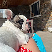Roomba a rejoint le concours — aidez-le/la à gagner de superbes lots ! animal, architecture, boxer, building, bulldog, canine, clothing, dog, footwear, frenchbulldog, house, housing, indoors, interiordesign, outdoors, person, pet, pitbull, puppy, shoe