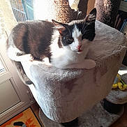 Shams participe au concours pour gagner de l'argent avec cette photo : animal, black_and_white, carpet, cat, cat_tree, cozy, daylight, door, feline, fur, home, indoor, pet, playful, relaxed, resting, shadow, sunlight, whiskers, window