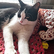 Shams a rejoint le concours — aidez-le/la à gagner de superbes lots ! animal, black_and_white, cat, close_up, cozy, fur, home, indoor, knitted_blanket, leopard_print, paw, pet, pink_nose, plush_toy, relaxed, resting, soft_light, whiskers, window, yellow_feather