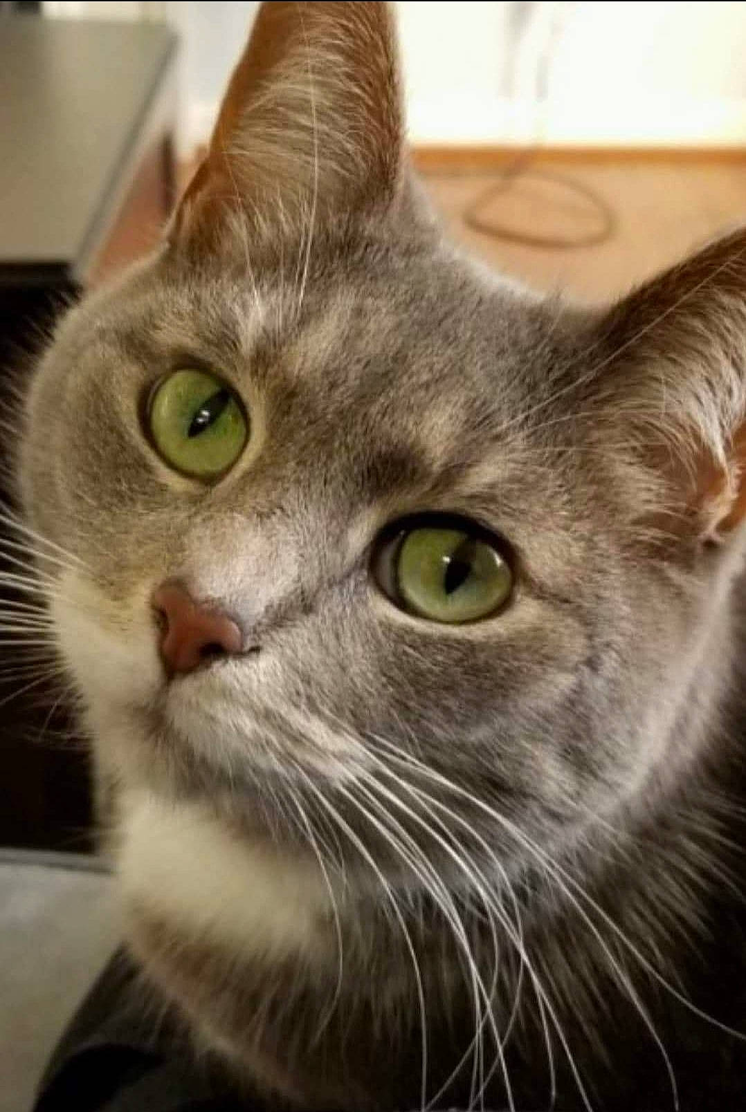 Coco is registered to the contest to win money with this photo: carnivore, cat, curious, domestic_short_haired_cat, felidae, fur, iris, small_to_medium_sized_cats, snout, vertebrate, whiskers