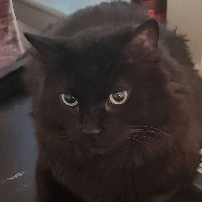 Eddy is registered to the contest to win money with this photo: asian_semi_longhair, black, black_cat, british_semi_longhair, carnivore, cat, domestic_long_haired_cat, ear, eye, felidae, fur, kitten, mammal, nebelung, norwegian_forest_cat, persian, sky, small_to_medium_sized_cats, snout, whiskers