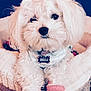 dog, white_dog, fluffy, pet_bed, pink_booties, bandana, collar, indoor, close_up, cute, small_dog, puppy, cozy, furry, animal, pet, adorable, resting, portrait, domestic_animal