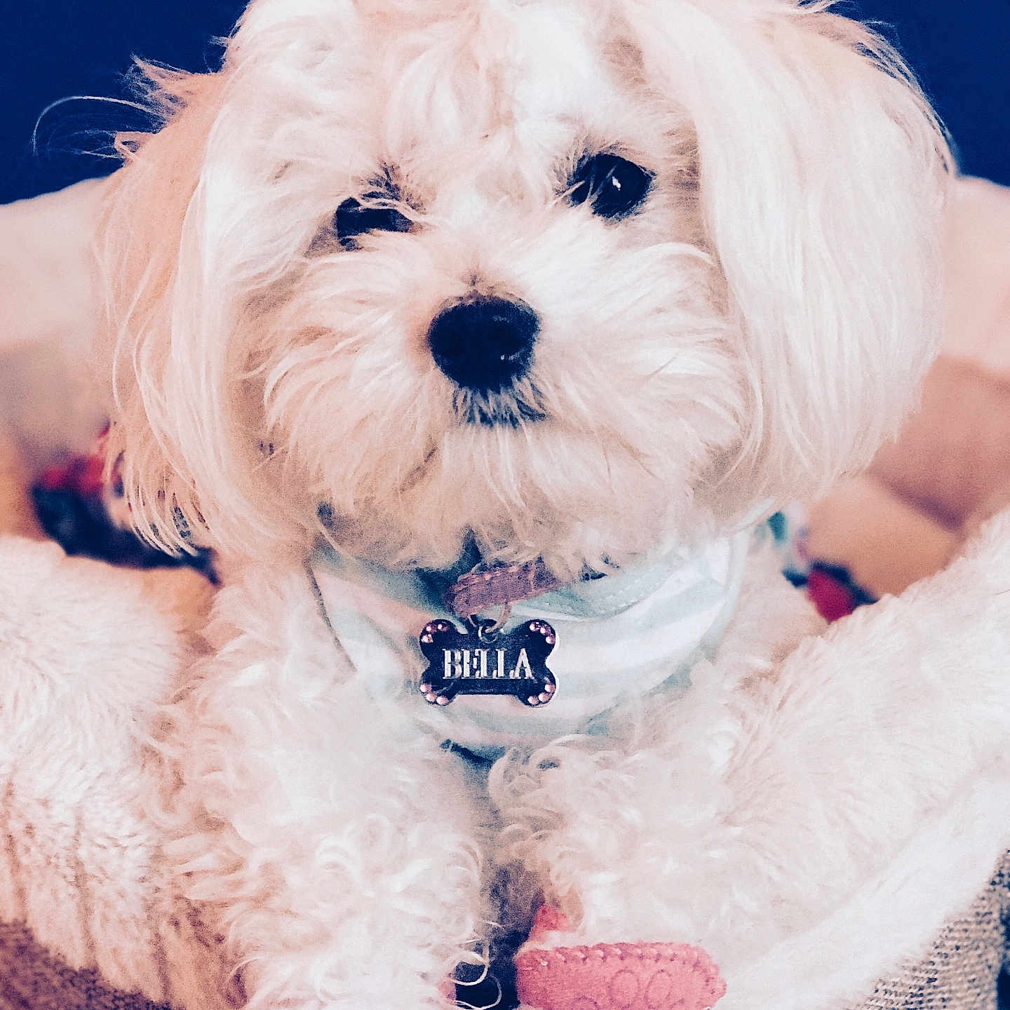 Bella is registered to the contest to win money with this photo: adorable, animal, bandana, close_up, collar, cozy, cute, dog, domestic_animal, fluffy, furry, indoor, pet, pet_bed, pink_booties, portrait, puppy, resting, small_dog, white_dog