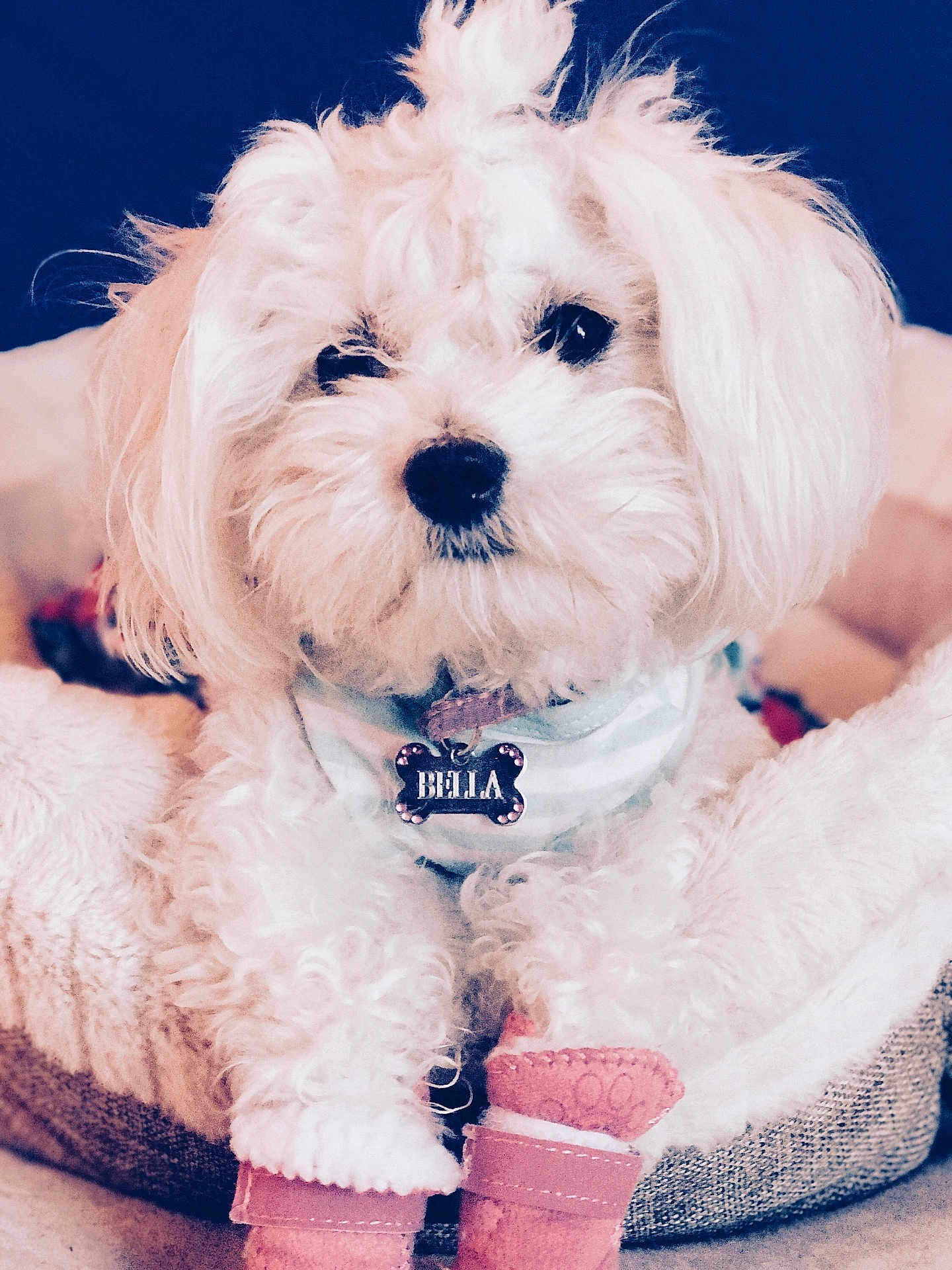 Bella is registered to the contest to win money with this photo: dog, white_dog, fluffy, pet_bed, pink_booties, bandana, collar, indoor, close_up, cute, small_dog, puppy, cozy, furry, animal, pet, adorable, resting, portrait, domestic_animal