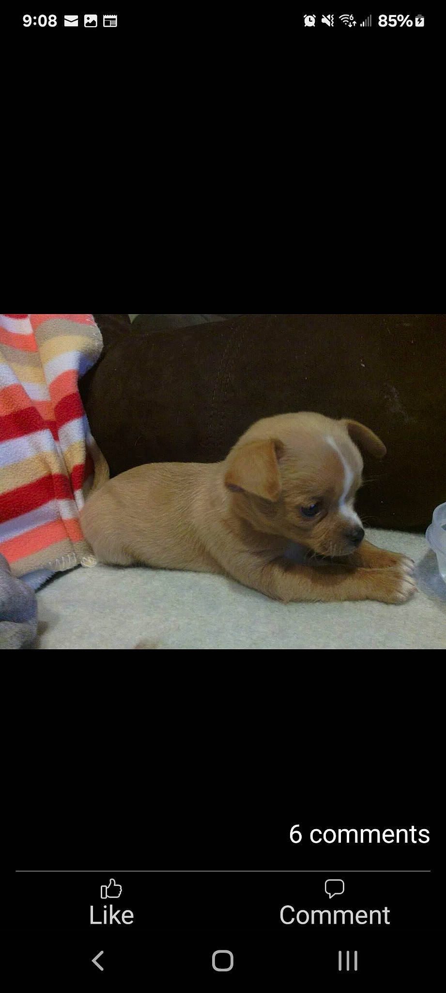 Bruiser joined the competition — help win amazing prizes! carnivore, comfort, companion_dog, dog, dog_breed, fawn, fur, linens, nap, paw, photo_caption, puppy_love, rectangle, sporting_group, tail, toy_dog, whiskers, wood, working_animal, wrinkle