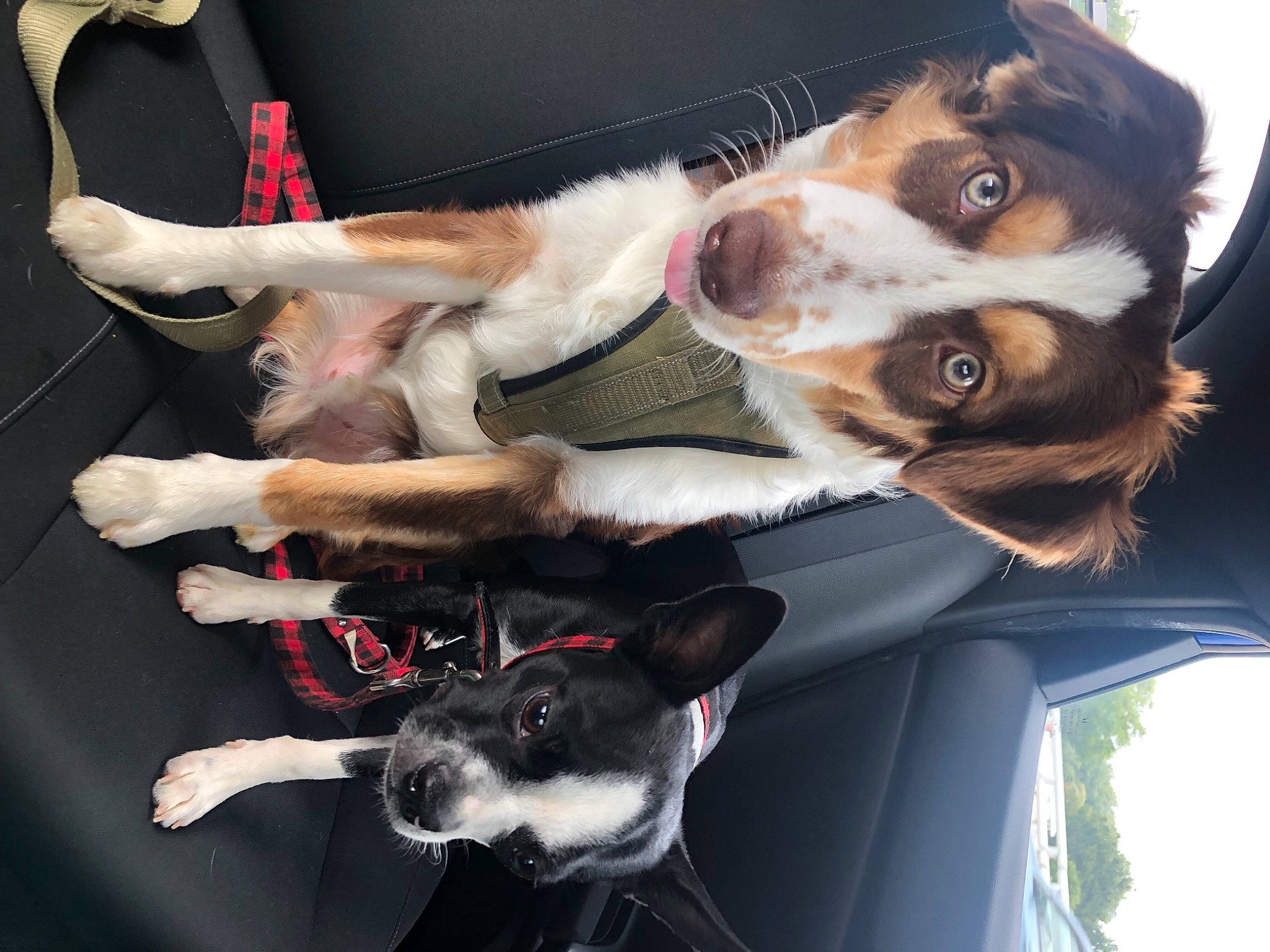 Loki joined the competition — help win amazing prizes! auto_part, automotive_exterior, canidae, car, carnivore, collar, companion_dog, dog, dog_breed, eyewear, fawn, fur, liver, mammal, snapshot, snout, sporting_group, vehicle, vehicle_door, vertebrate