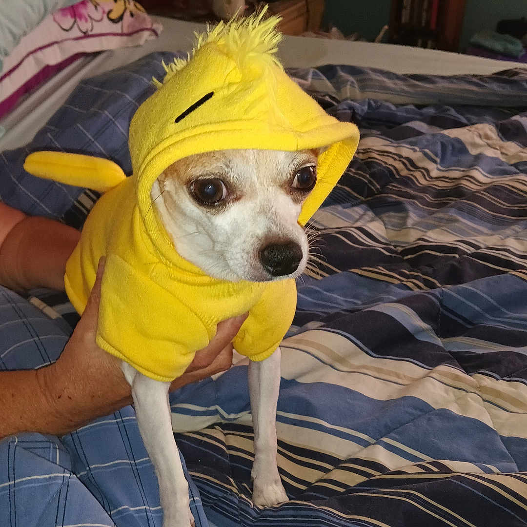 Giuseppe joined the competition — help win amazing prizes! adorable, animal, animal_clothing, bed, blanket, blue_bedding, chihuahua, costume, cozy, cute, dog, domestic_animal, furniture, indoor, person_hand, pet, plush, small_dog, striped_bedding, yellow_hoodie