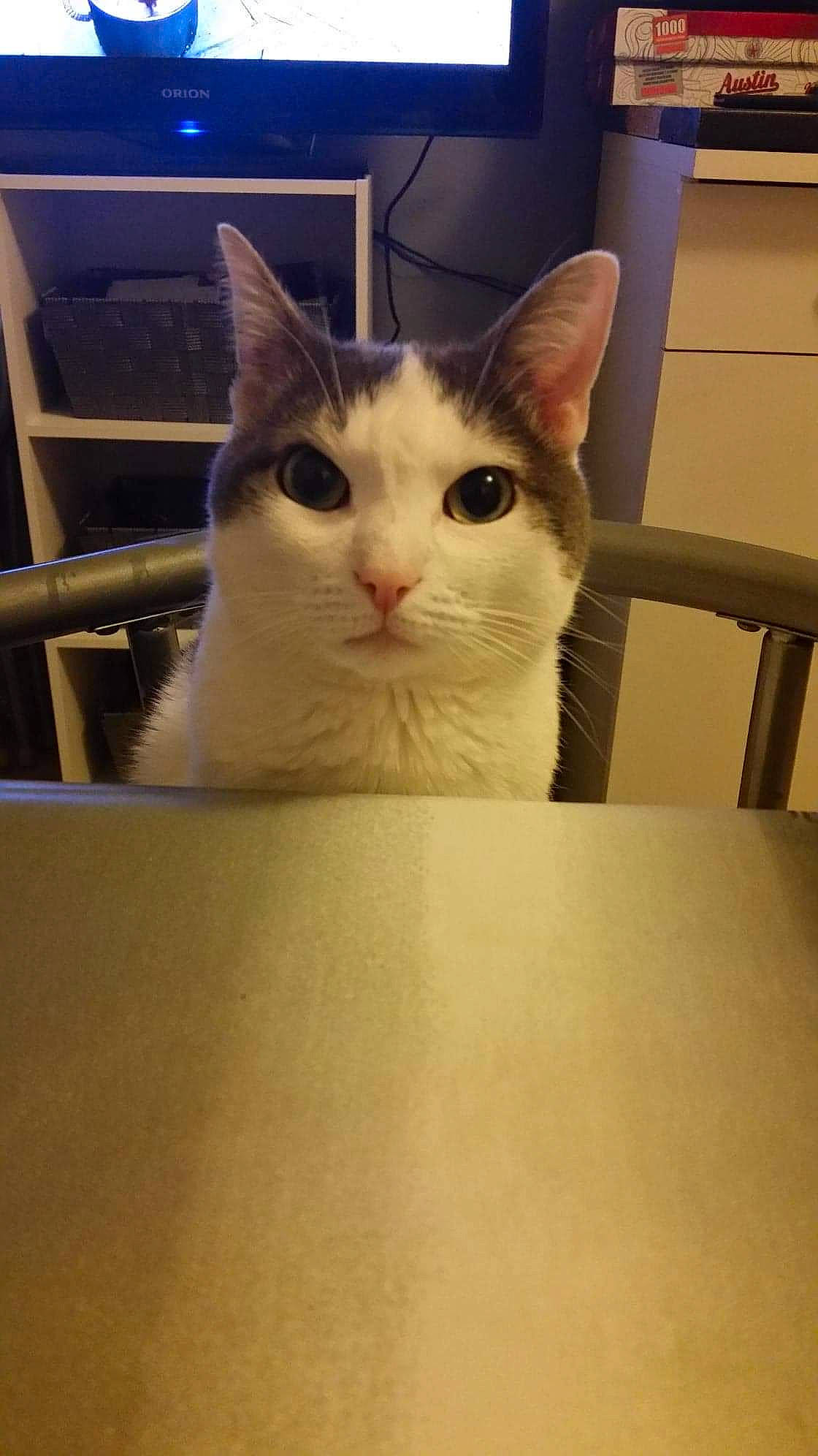 Princess participe au concours pour gagner de l'argent avec cette photo : box, cardboard, carnivore, cat, domestic_short_haired_cat, eye, felidae, flooring, fur, hardwood, iris, metal, packaging_and_labeling, paper_product, paw, small_to_medium_sized_cats, snout, tail, whiskers, wood