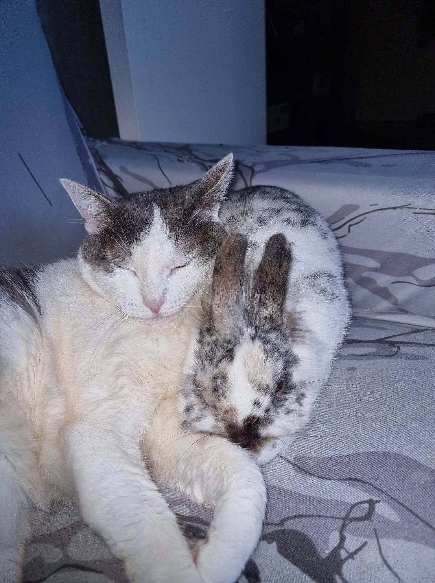 Princess participe au concours pour gagner de l'argent avec cette photo : carnivore, cat, claw, comfort, domestic_short_haired_cat, ear, eye, felidae, fur, lap, nap, paw, sitting, sleep, small_to_medium_sized_cats, snout, tail, whiskers