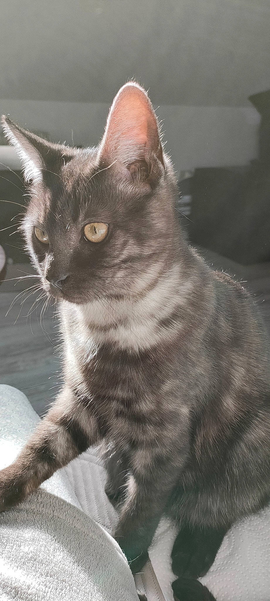 Sirius participe au concours pour gagner de l'argent avec cette photo : carnivore, cat, claw, domestic_short_haired_cat, eye, felidae, fur, grey, iris, monochrome, monochrome_photography, paw, sitting, small_to_medium_sized_cats, snout, tail, terrestrial_animal, whiskers, wildlife, window