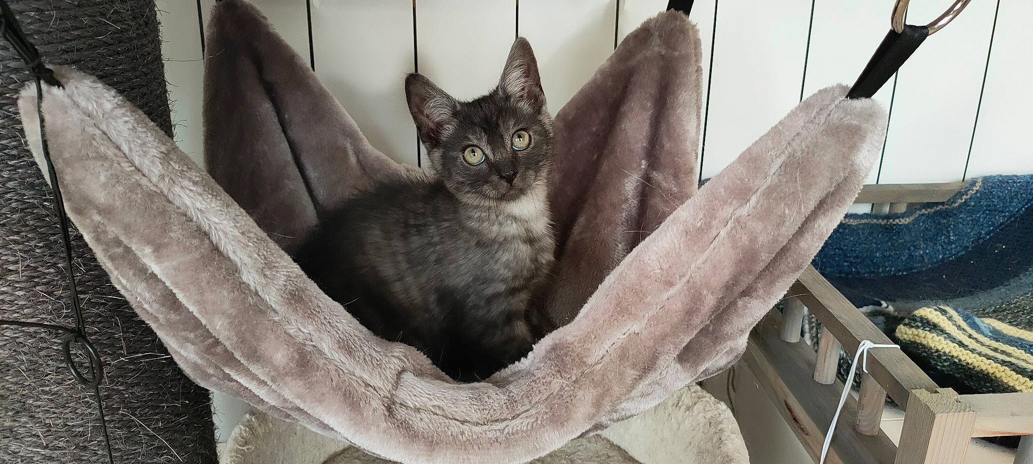 Sirius a rejoint le concours — aidez-le/la à gagner de superbes lots ! animal_shelter, black_cat, carnivore, cat, cat_bed, cat_furniture, cat_supply, comfort, domestic_short_haired_cat, felidae, fur, grey, small_to_medium_sized_cats, snout, tree, trunk, whiskers, wildlife, window, wood