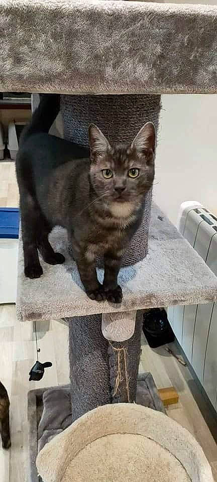 Sirius a rejoint le concours — aidez-le/la à gagner de superbes lots ! carnivore, cat, cat_supply, domestic_short_haired_cat, felidae, fur, grey, russian_blue, small_to_medium_sized_cats, snout, tail, whiskers, window