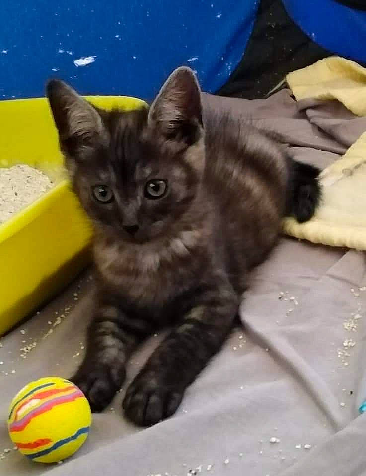 Sirius a rejoint le concours — aidez-le/la à gagner de superbes lots ! ball, carnivore, cat, cat_supply, comfort, domestic_short_haired_cat, fawn, felidae, football, fur, paw, pet_supply, small_to_medium_sized_cats, snout, sports_equipment, sports_toy, tail, tennis_ball, toy, whiskers