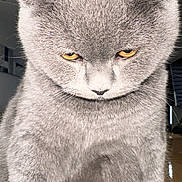 Esmer Dilek participe au concours pour gagner de l'argent avec cette photo : cat, gray_cat, yellow_eyes, close_up, fur, pet, animal, indoor, serious_expression, grumpy, whiskers, ears, sitting, feline, cute, domestic_animal, portrait, soft_light, texture, focused