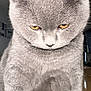 cat, gray_cat, yellow_eyes, close_up, fur, pet, animal, indoor, serious_expression, grumpy, whiskers, ears, sitting, feline, cute, domestic_animal, portrait, soft_light, texture, focused