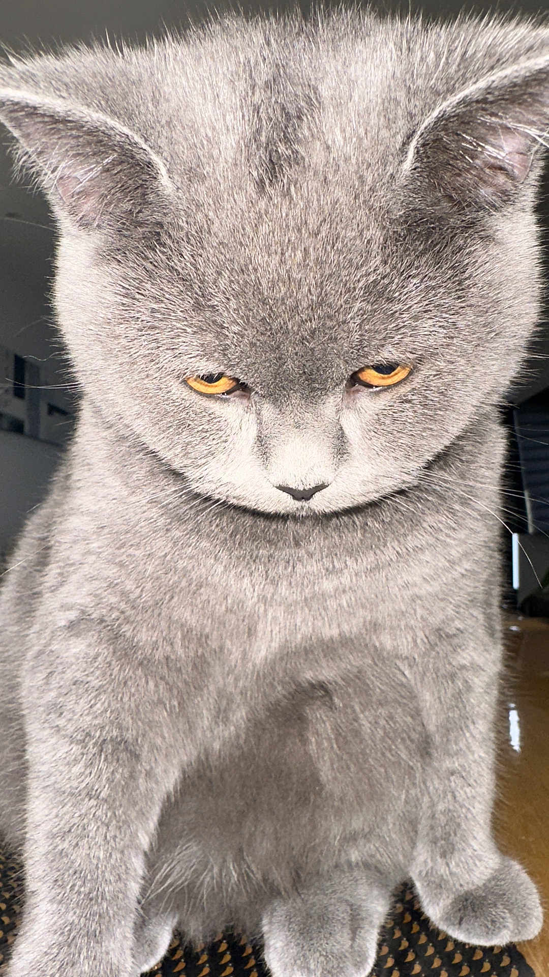 Esmer Dilek participe au concours pour gagner de l'argent avec cette photo : cat, gray_cat, yellow_eyes, close_up, fur, pet, animal, indoor, serious_expression, grumpy, whiskers, ears, sitting, feline, cute, domestic_animal, portrait, soft_light, texture, focused