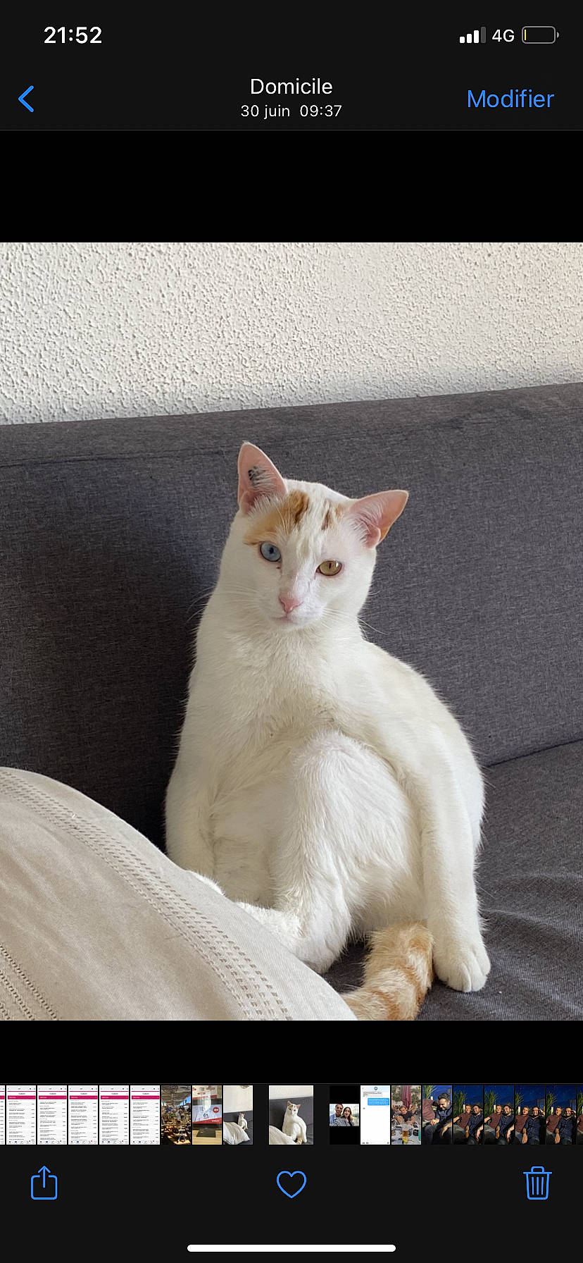 Jojo participe au concours pour gagner de l'argent avec cette photo : carnivore, cat, comfort, domestic_short_haired_cat, felidae, fur, paw, sitting, small_to_medium_sized_cats, snout, tail, terrestrial_animal, whiskers