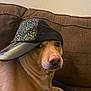 dog, cap, glitter, brown_couch, indoor, pet, animal, canine, headwear, side_eye, fur, snout, paw, sitting, relaxed, brown_fur, fabric, closeup, domestic_animal, cute