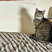 Lily is registered to the contest to win money with this photo: cat, tabby_cat, indoor, bedspread, striped, shadow, wall, feline, pet, animal, curious, sitting, looking_back, cozy, home, furniture, striped_bedspread, domestic_cat, cute, furry