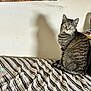 cat, tabby_cat, indoor, bedspread, striped, shadow, wall, feline, pet, animal, curious, sitting, looking_back, cozy, home, furniture, striped_bedspread, domestic_cat, cute, furry