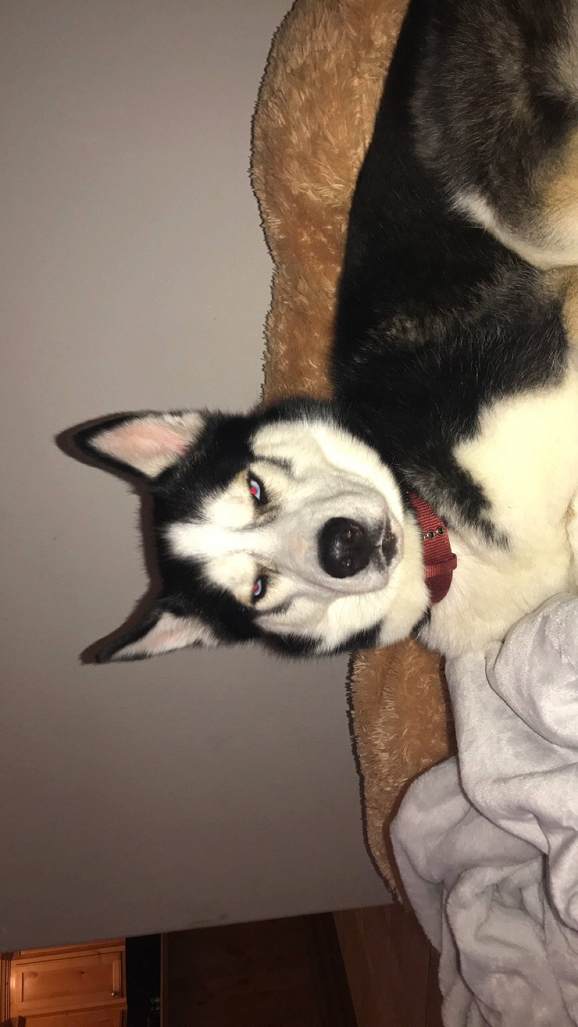 Dracula is registered to the contest to win money with this photo: canidae, carnivore, claw, comfort, companion_dog, dog, dog_breed, fawn, felidae, foot, fur, human_leg, paw, small_to_medium_sized_cats, snout, sporting_group, tail, terrestrial_animal, whiskers, working_animal