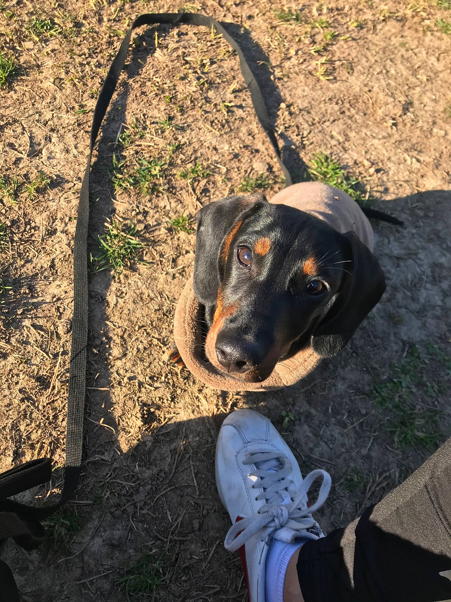 Minos a rejoint le concours — aidez-le/la à gagner de superbes lots ! black_and_tan_coonhound, bluetick_coonhound, canidae, carnivore, coonhound, dog, dog_breed, guard_dog, hellenikos_ichnilatis, hound, hunting_dog, montenegrin_mountain_hound, polish_hunting_dog, sporting_group, working_dog