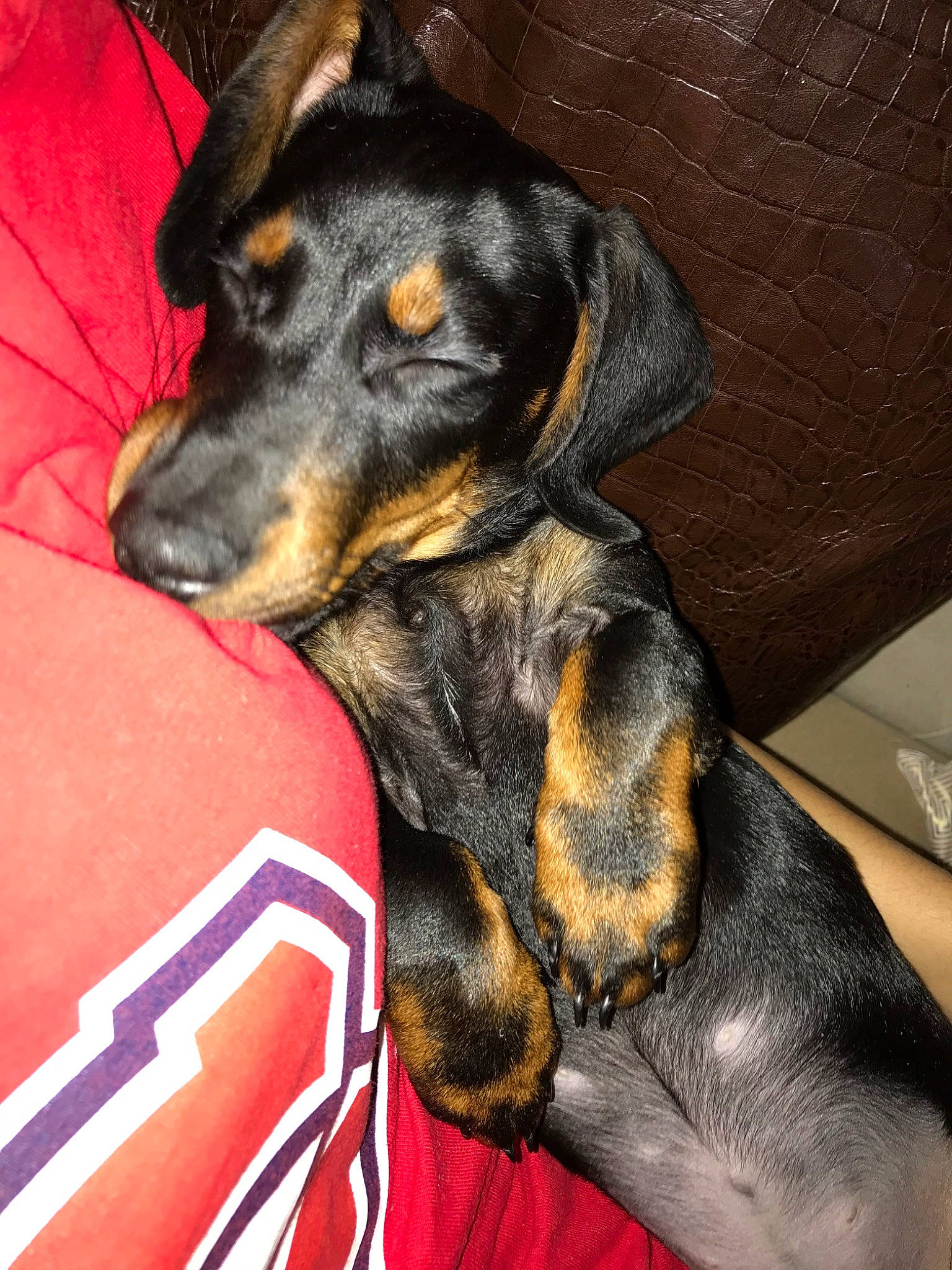 Minos participe au concours pour gagner de l'argent avec cette photo : austrian_black_and_tan_hound, beauceron, black_and_tan_coonhound, canidae, carnivore, dog, dog_breed, german_pinscher, guard_dog, hellenikos_ichnilatis, mammal, manchester_terrier, pinscher, polish_hunting_dog, smaland_hound, snout, sporting_group, toy_manchester_terrier, transylvanian_hound, vertebrate