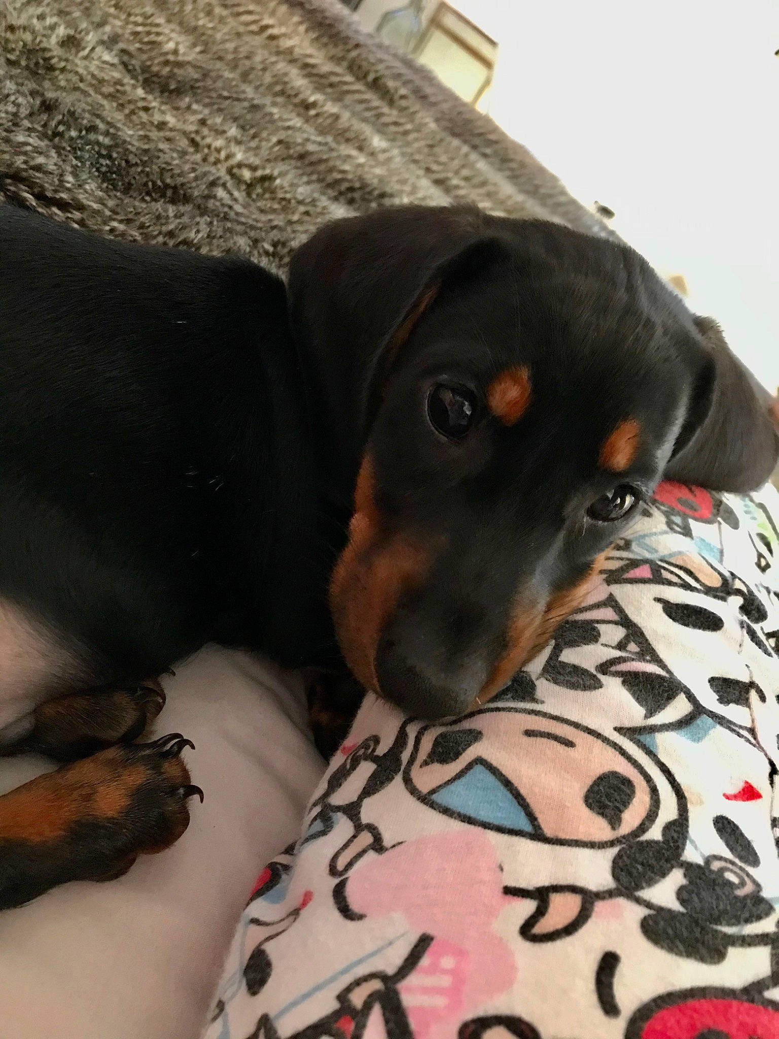 Minos participe au concours pour gagner de l'argent avec cette photo : austrian_black_and_tan_hound, canidae, carnivore, companion_dog, dachshund, dobermann, dog, dog_breed, german_pinscher, hellenikos_ichnilatis, hunting_dog, mammal, pinscher, polish_hunting_dog, puppy, rottweiler, smaland_hound, snout, transylvanian_hound, vertebrate