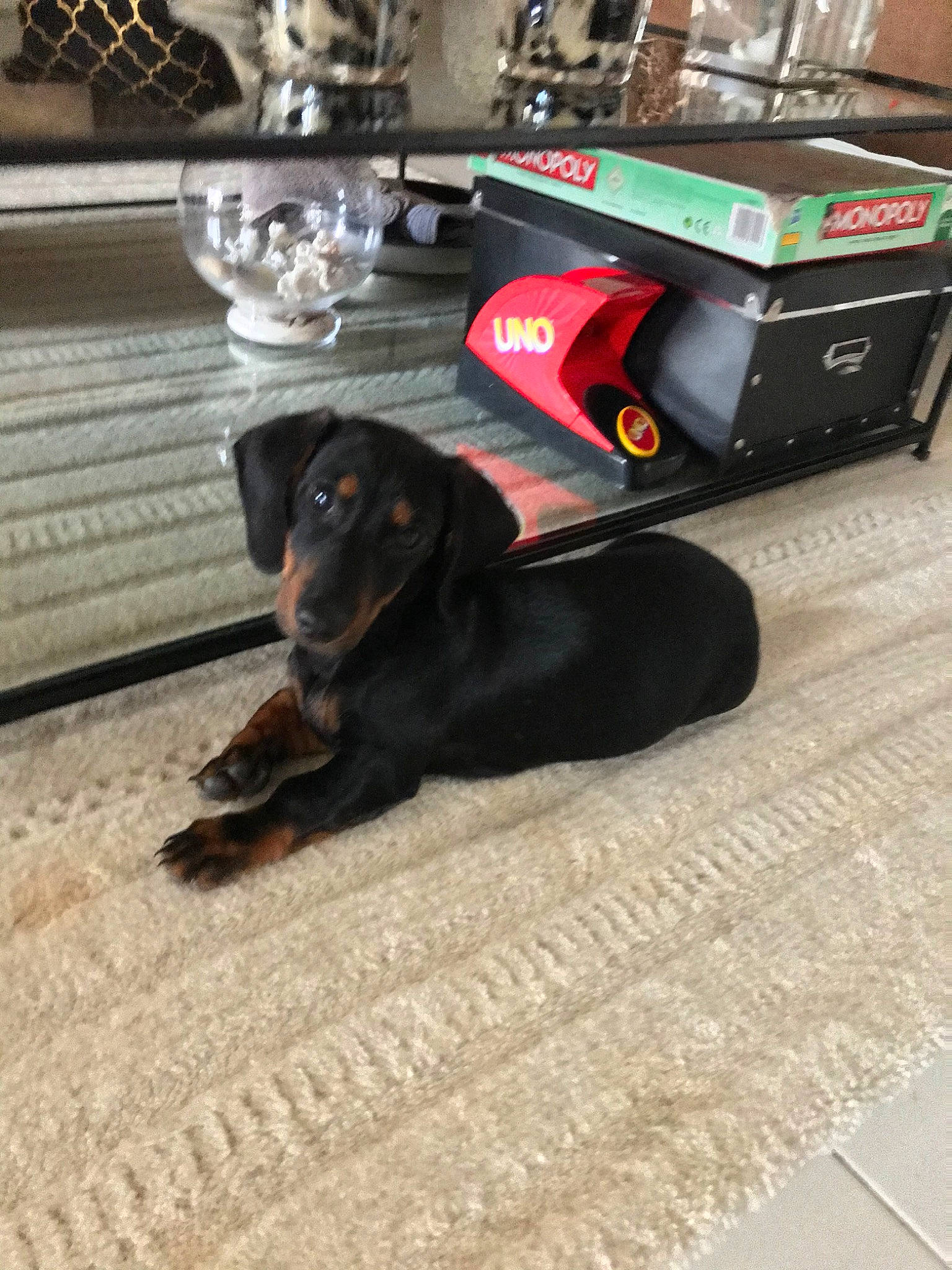 Minos a rejoint le concours — aidez-le/la à gagner de superbes lots ! canidae, carnivore, companion_dog, dachshund, dog, dog_breed, floor, flooring, hound, puppy, table