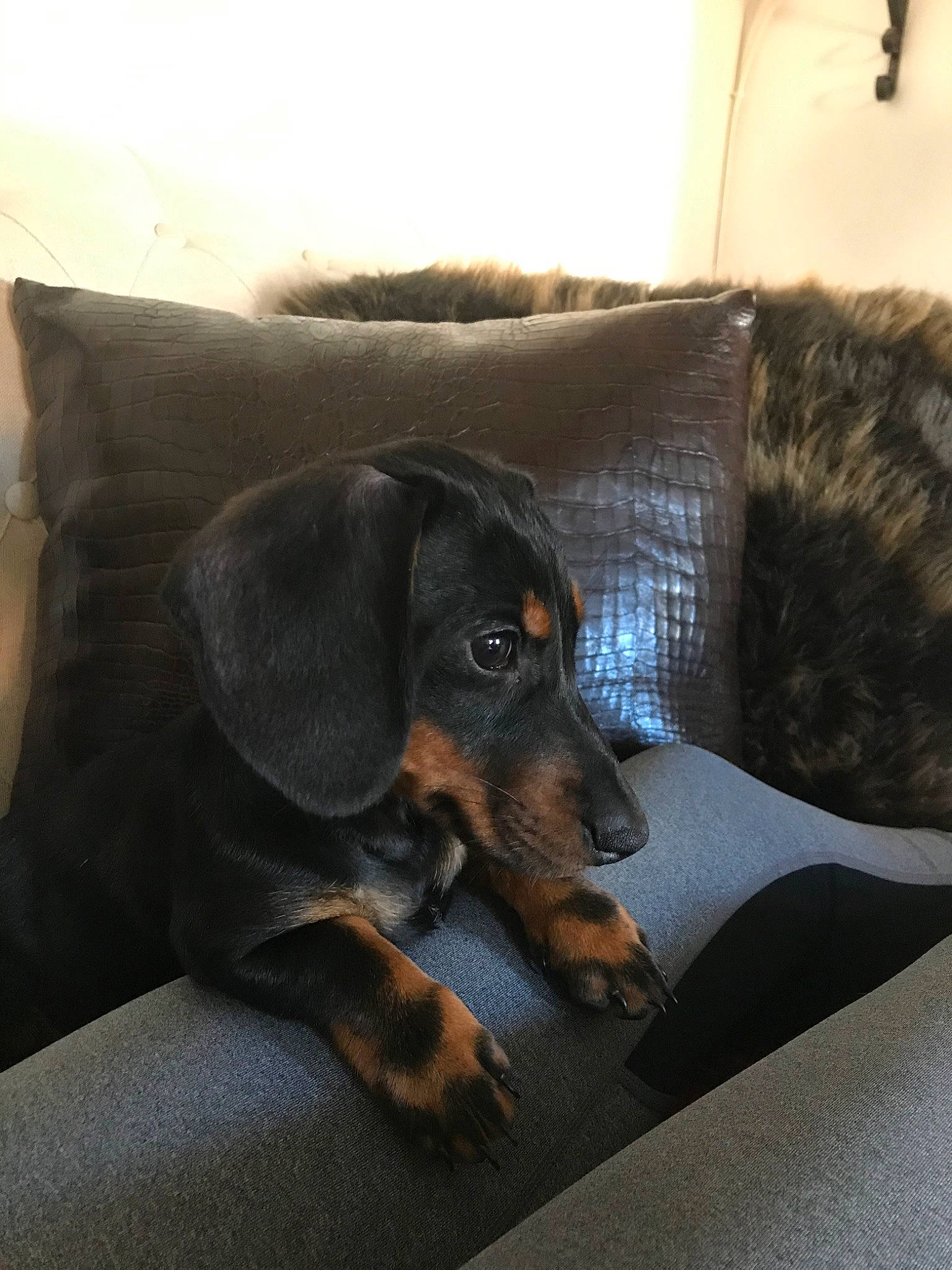 Minos a rejoint le concours — aidez-le/la à gagner de superbes lots ! beauceron, canidae, carnivore, companion_dog, dachshund, dobermann, dog, dog_breed, ear, guard_dog, hunting_dog, snout