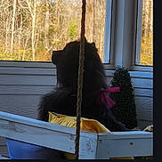 Rocky joined the competition — help win amazing prizes! animal, bow, cushion, daylight, decor, dog, fur, nature, outdoor, pet, pillow, porch, quiet, relaxing, seated, side_view, swing, trees, window, wood