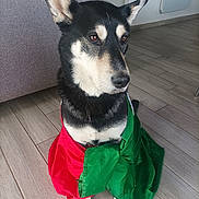 Ekon a rejoint le concours — aidez-le/la à gagner de superbes lots ! animal, calm, canine, cloth, couch, dog, domestic, ears, fur, furniture, green, home, indoor, pet, portrait, quiet, red, side_view, sitting, tile_floor