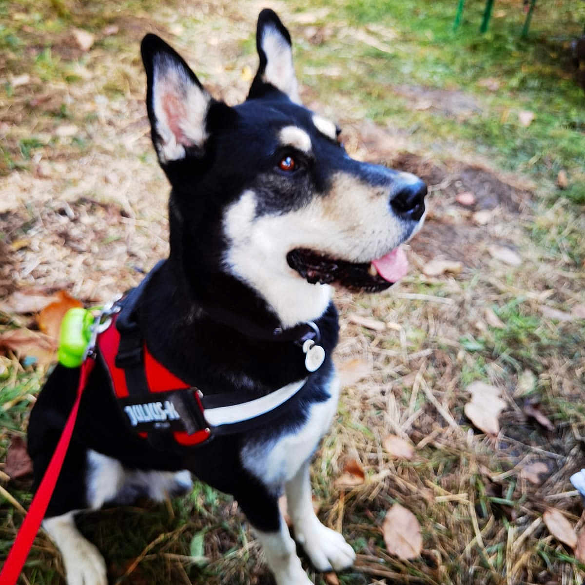 Ekon participe au concours pour gagner de l'argent avec cette photo : alert, animal, black_and_white, canine, companion, cute, daylight, dog, ears_up, friendly, grass, harness, leaves, mammal, nature, outdoor, pet, playful, sitting, tongue_out