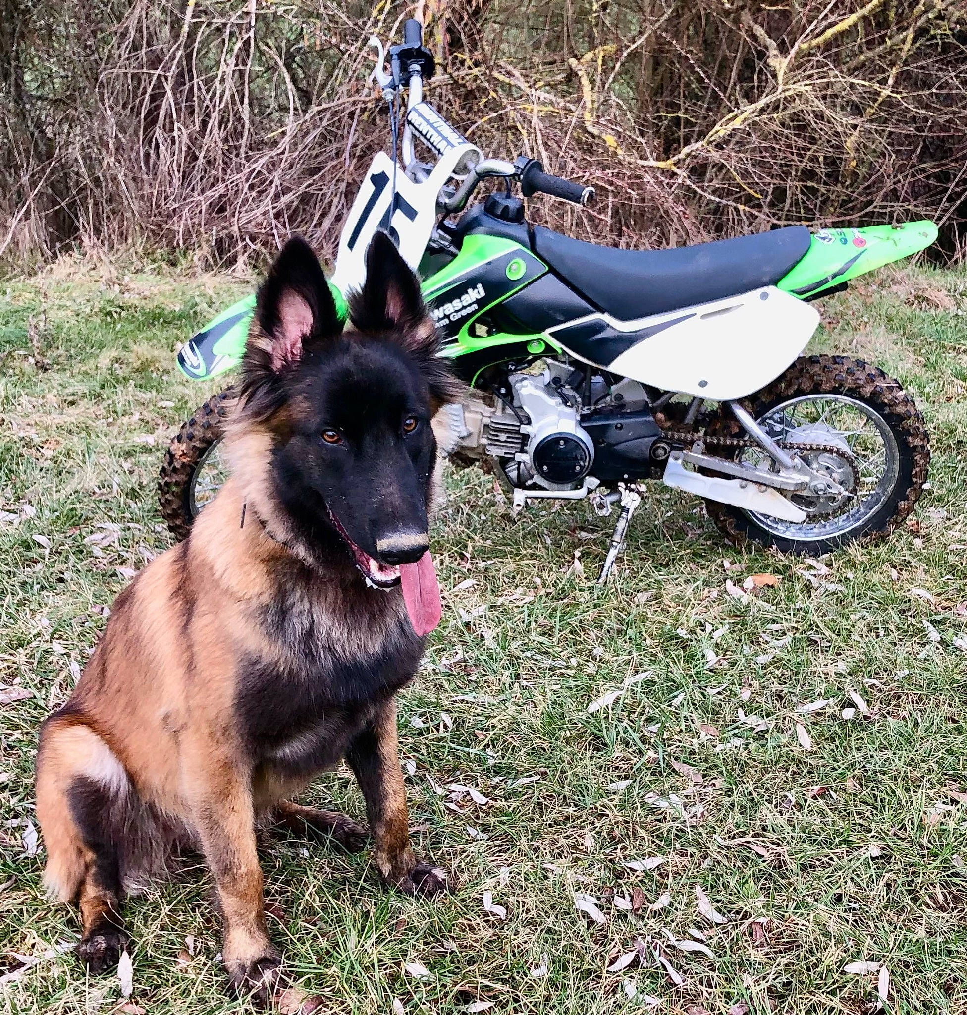 Hera participe au concours pour gagner de l'argent avec cette photo : automotive_lighting, automotive_tire, canidae, carnivore, dog, dog_breed, fender, grass, herding_dog, motorcycle, plant, rim, spoke, sporting_group, tire, tread, vehicle, wheel, working_animal, working_dog