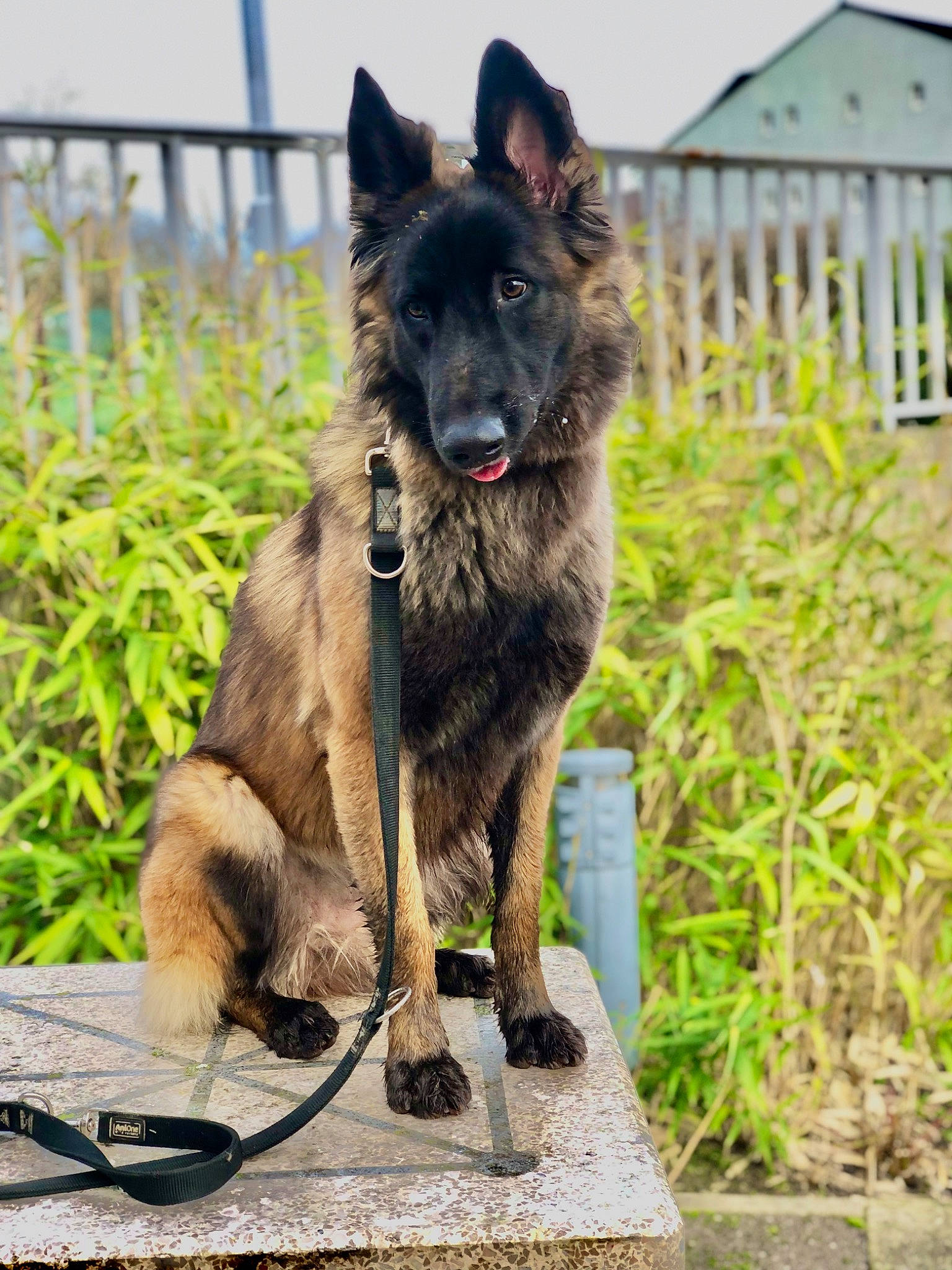 Hera participe au concours pour gagner de l'argent avec cette photo : canidae, carnivore, collar, companion_dog, dog, dog_breed, dog_collar, east_european_shepherd, fence, german_shepherd_dog, grass, herding_dog, home_fencing, king_shepherd, kitchen_utensil, plant, sporting_group, tail, working_animal, working_dog